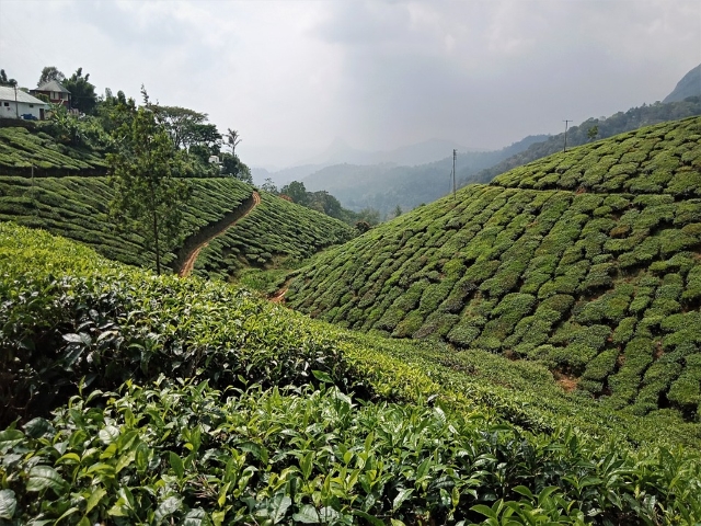 tea plantations in Darjeeling India