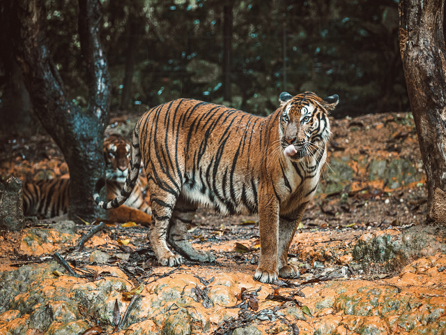 Periyar Tiger Reserve Kerala India