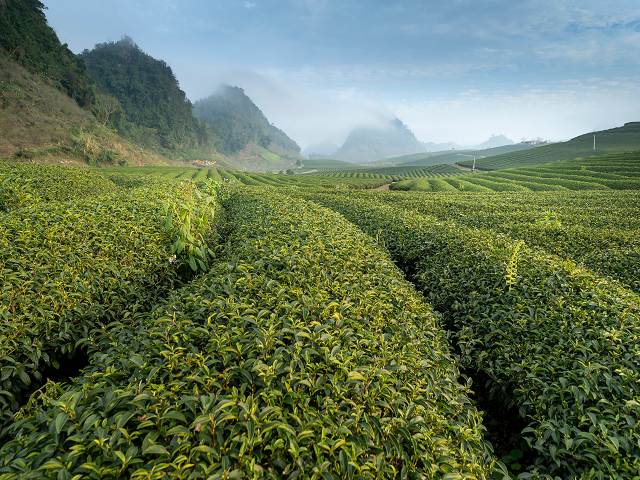 Tea plantations of Siliguri India