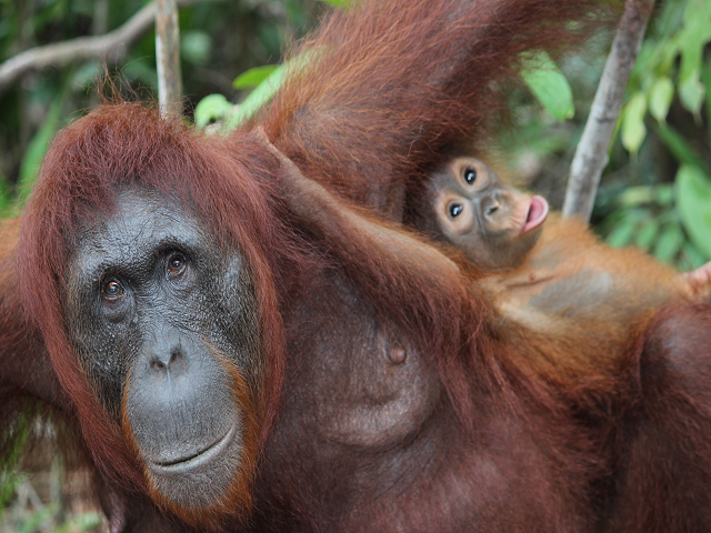 The Orangutans of Borneo