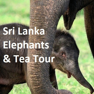 Sri Lanka Elephants & Tea Tour